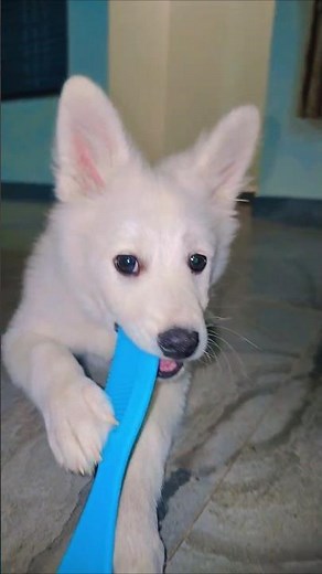 Everyone’s Asleep… Max Is Still Playing 🐶🌙 #puppy #barkingbliss #dogtoys #pets #lovemaxlife #toydog