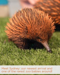 19K views · 550 reactions | Many spikes, much cuteness. Meet Sydney,...