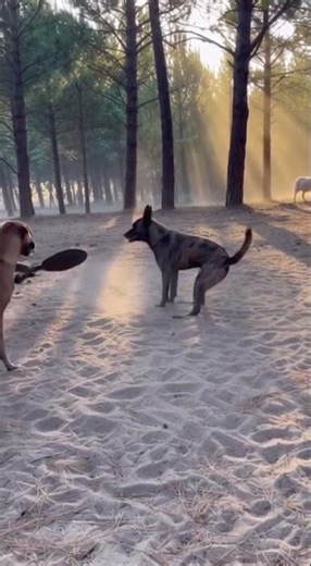 Monkey vs Two Dogs: The Iron Pan Showdown! 🐒🍳🐶 #funny #asmr #animals #aifunnyanimals