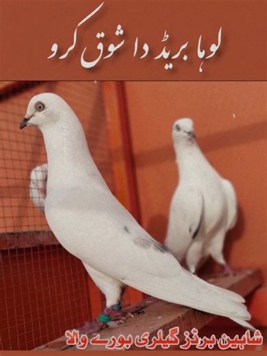 Shaheen Birds Gallery (@shaheen_birds17)’s videos with original sound - صابو شاہ
