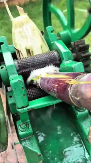 Extracting Fresh Sugar Cane Juice Using an Automatic Pressing Machine