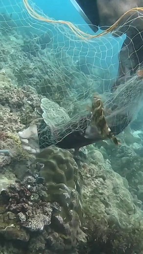 1.1M views · 11K reactions | The Best "net fishing" with my friend  #diving #netfishing #LAMBAT | Koys John adventure | Facebook