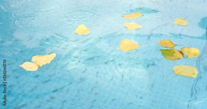 Cleaning a swimming pool with a mesh skimmer . The long net cleans colored leaves off surface of the water.