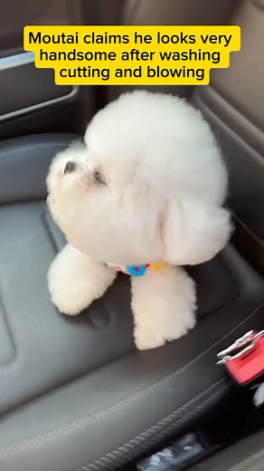 Freshly groomed and feeling (and sounding!) fabulous! Hear that handsome howl? #bichon #bichonfrise #bichonfriselovers #bichonfrisepuppy #petlovers | Liberty Federico Ibong Adarna