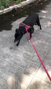 13 reactions | Delphine is taken for a walk to Lake Catemaco. How far Delphine has come since arriving with TVT. Her life is on the up and up now. If adopting Delphine interests you then please do put in a general application by going to Adoptions at www.flyingdogscanada.com Please indicate that this sweetheart in our shelter interests you. The plan is a trip up next month with adopted dogs. | Flying Dogs Canada | Facebook