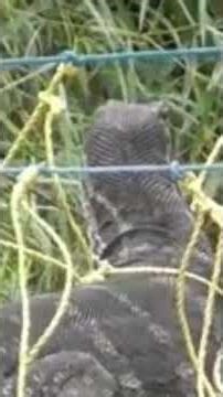 AMAZING TRAP FOR BIG LIZARD