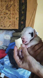 45K views · 2.9K reactions | Bull Terrier puppy tries banana for the first time! #bullterrier | Working Bull Terriers Kennel | Facebook