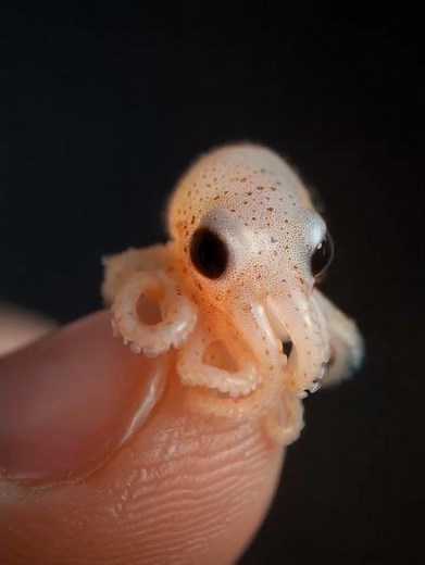 OMG !!! unbelievable, world's smallest octopus is moving
