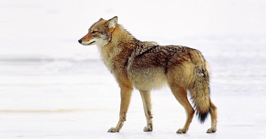 Coyotes in Massachusetts