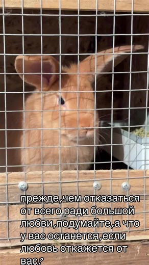 Bunny Farm (@bunny_farm_2)’s videos with Thank you - ........689