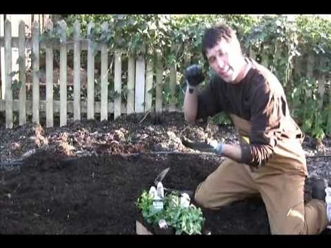 Planting annuals for success