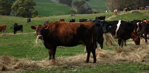 Feeding cows a few ounces of seaweed daily could sharply reduce their contribution to climate change