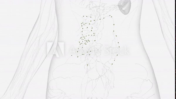 The colic lymph nodes are the large intestinal lymph nodes . Stock Video