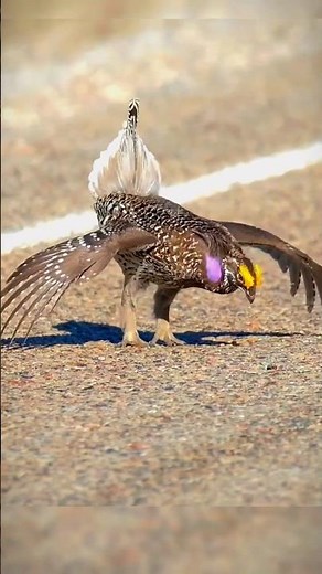 ave zaouli, zauli bird, dancing bird to woo the female.. #zaoulibird #birds #art #dance #ytshorts