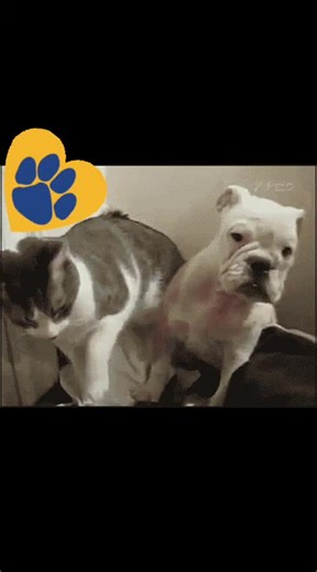 #GIPHY