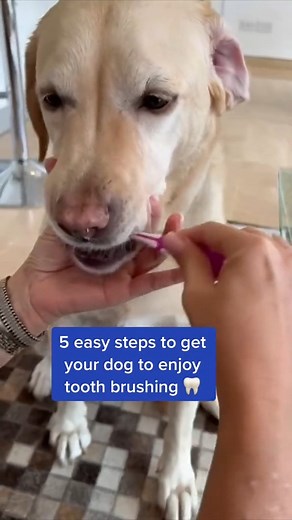 4.3K views · 68 reactions | 5 Easy Steps to Get Your Dog To Enjoy Tooth Brushing!醴瘟 If your dog won’t let you brush their teeth try this. #dogteeth #dogdental #dogtoothbrush #dogdentalcare #dogbreath #dogparents | PetLab Co. | Facebook