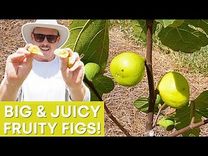 Sweet and Juicy: Exploring Delicious Fig Varieties