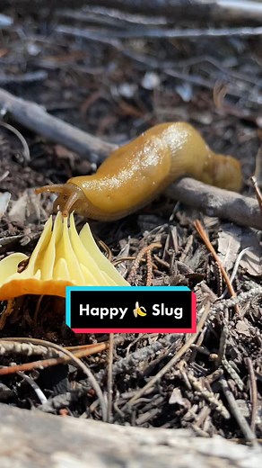 Happy Bananaslug Munching on Mushrooms in Nature