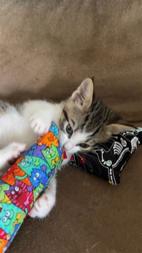 Too Small..we don't think so. Our kitten went WILD with This Toy! 😻 Handmade in USA with real people crafting your cat's toys with love 💙 Stuffed with 100% fresh catnip, double-stitched for durability, and purrfect for wild bunny kicks. It’s time to get your kick on with Kitty Kick Stix — the ultimate catnip kicker! ✨ Ships & Made in USA 🚀 ✨ 10,209 4.5 Star Reviews ⭐⭐⭐⭐⭐ ✨ 100% Fresh Cat in each Toy 🐱 Don’t miss out – your cat deserves the best! 💖 | Kitty Kick Stix - Catnip toy