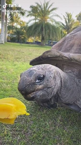 Adorable Tortoise Eating Starfruit ASMR Video