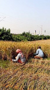 43K views · 446 reactions | Manual Paddy Harvesting: Hi Friends,...