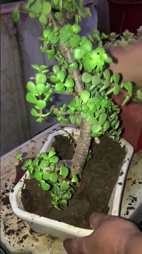 Shaping Jade Plant Bonsai || Fun Gardening