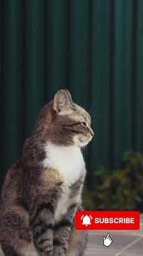 Why Cats Attack Your Feet 😹🐾 The Real Instinct Behind This Funny Behavior Explained #Shorts