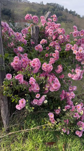 102K views · 1.7K reactions | Trabzon’dan selamlar | Mustafa Turk | Facebook