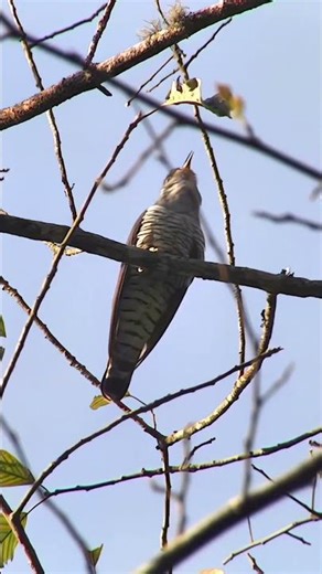 Kukuk Bird Sound 🐦 Beautiful Cuckoo Chirping