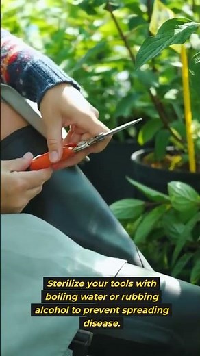 Best Know-How Guide To Prune Snake Plants! #pruningtips #plantcareguide