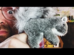 How do squirrels mate?