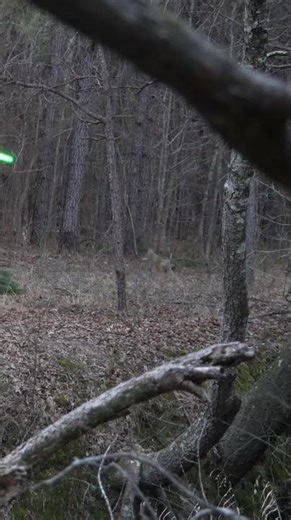 COYOTE WITH A BOW!!! #hunting #bowhunting #coyote #predator