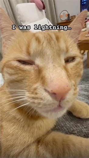 Otto had a bath!! // I was lighting… before the THUNDER 🥀// #cat #shower #bath #thunder #tspeak