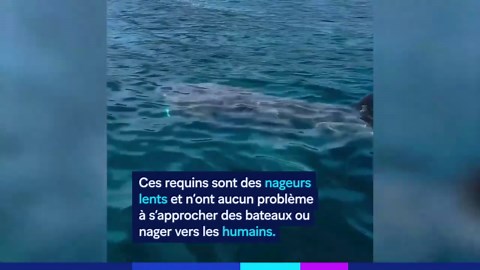 Requin pèlerin de 10 mètres: Rencontre inattendue à Marbella