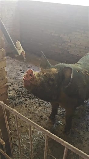 3 Ways to Raise Pigs for BIG Farmhouse Profits! 🐷💰 Want to turn pig farming into a highly profitable business? In this video, we’ll show you three powerful ways to raise pigs in a farmhouse setting and maximize your earnings. Whether you’re just starting out or already farming, these practical tips will help you boost your farm’s profitability while ensuring your pigs grow healthy and strong. We’ll cover: ✅ The best pig breeds for fast growth and high returns ✅ Feeding strategies to cut costs 