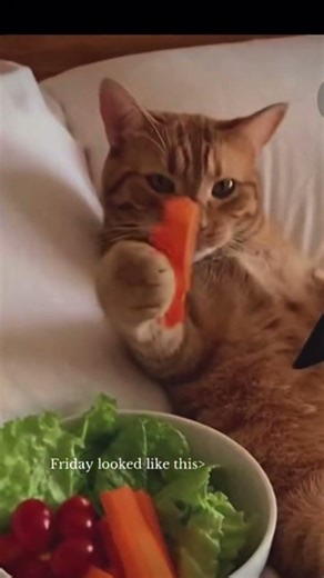 Cat using Mobile🤣🤣 #funny