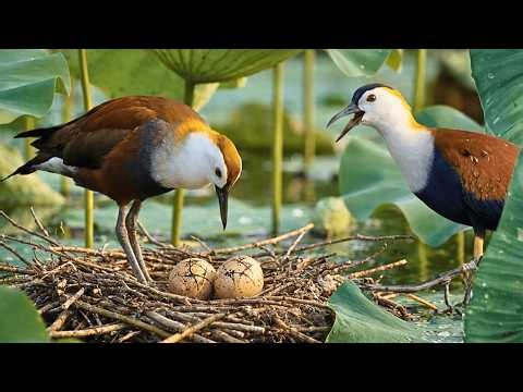 Pheasant-tailed Jacana: The 120-Day Fight for Survival