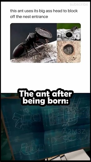 The Ant After Being Born 🐜 #memes