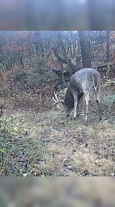 Big BUCK Is On A MISSION!!! | Camera In The Woods