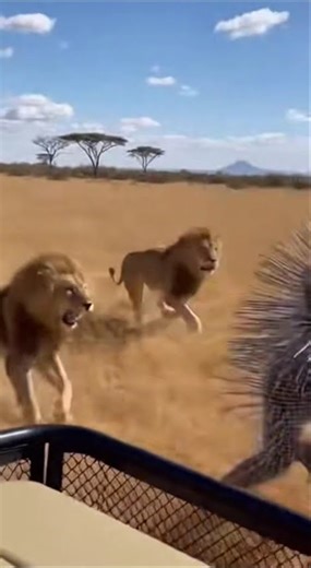 Lion vs. Spiked Armor: The Results! 📊🦁 #shorts