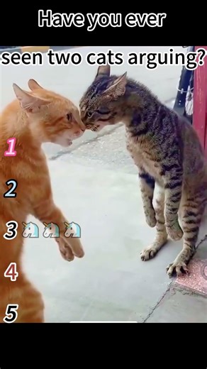 Have you ever seen two cats arguing? #kitten #funnycat #fyp #pourtoi