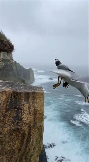 Seagull's Close Call: Wind Sweeps, Wings Save! #Seagull #NatureDrama #ThrillingFlight