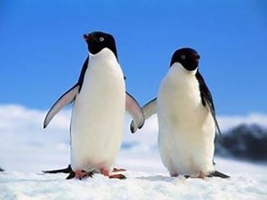 Penguins - Aquatic Birds