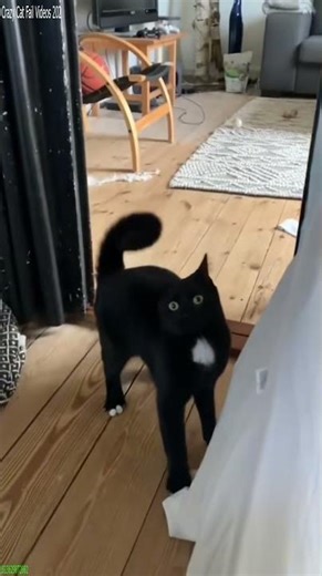 Cat Funny Videos 🥰 kitten meowing call 🐱 # Ep 8654