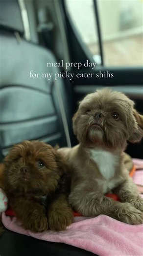 Meal Prep Ideas for Dogs: Healthy Homemade Recipes
