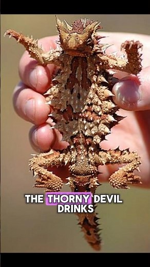 Top 10 Animals With Real Life Superpowers | Unbelievable Animal Features You’ve Never Seen