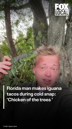 Iguanas Fall from Trees in South Florida Cold Snap
