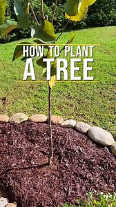 Do you know how to plant a tree? 🌳 Here's how to do it ⬇️ Click here for 15 fast-growing tree varieties >>> https://hg.tv/42lssiQ #HGTVOutdoors | HGTV