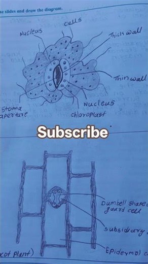Bio practical book digram #digram #digram 🤗🤗