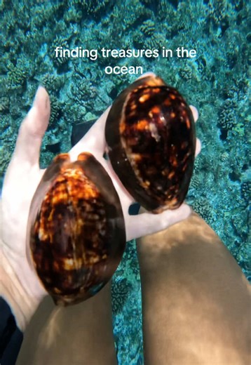 Humpback Cowries Discovery in Hawaii's Ocean